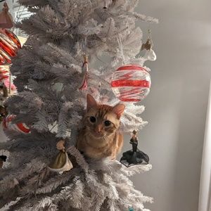 Meet your Posher, Ornament